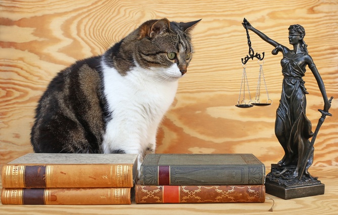 « Beaucoup d’avocats ont envie de faire du pro bono sur les questions de protection animale »