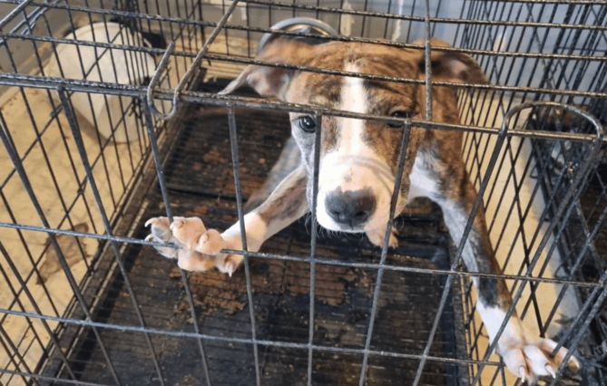 (91) Une annonce Le Bon Coin débouche sur la saisie de six chiens, un homme placé en garde à vue