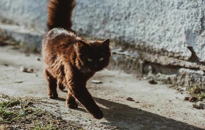 SÉRIE « DROIT ET ANIMAUX DE LA RUE » (4). La gestion des chats errants progresse à pas de fourmi