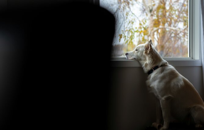 La première ligne téléphonique pour signaler des maltraitances animales est désormais fonctionnelle en France