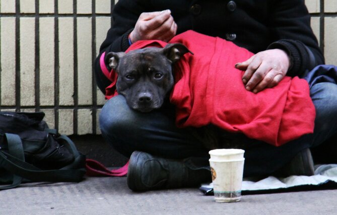 SÉRIE « DROIT ET ANIMAUX DE LA RUE » (1). La protection des chiens des sans-abri, ou le juridique à l’épreuve du terrain